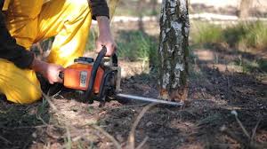 Best Tree Trimming and Pruning  in Uvalde, TX